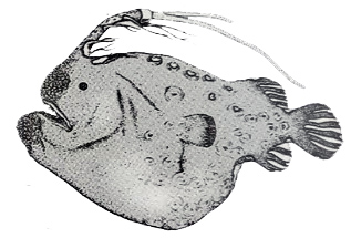 Himantolophus albinares_claves.jpg